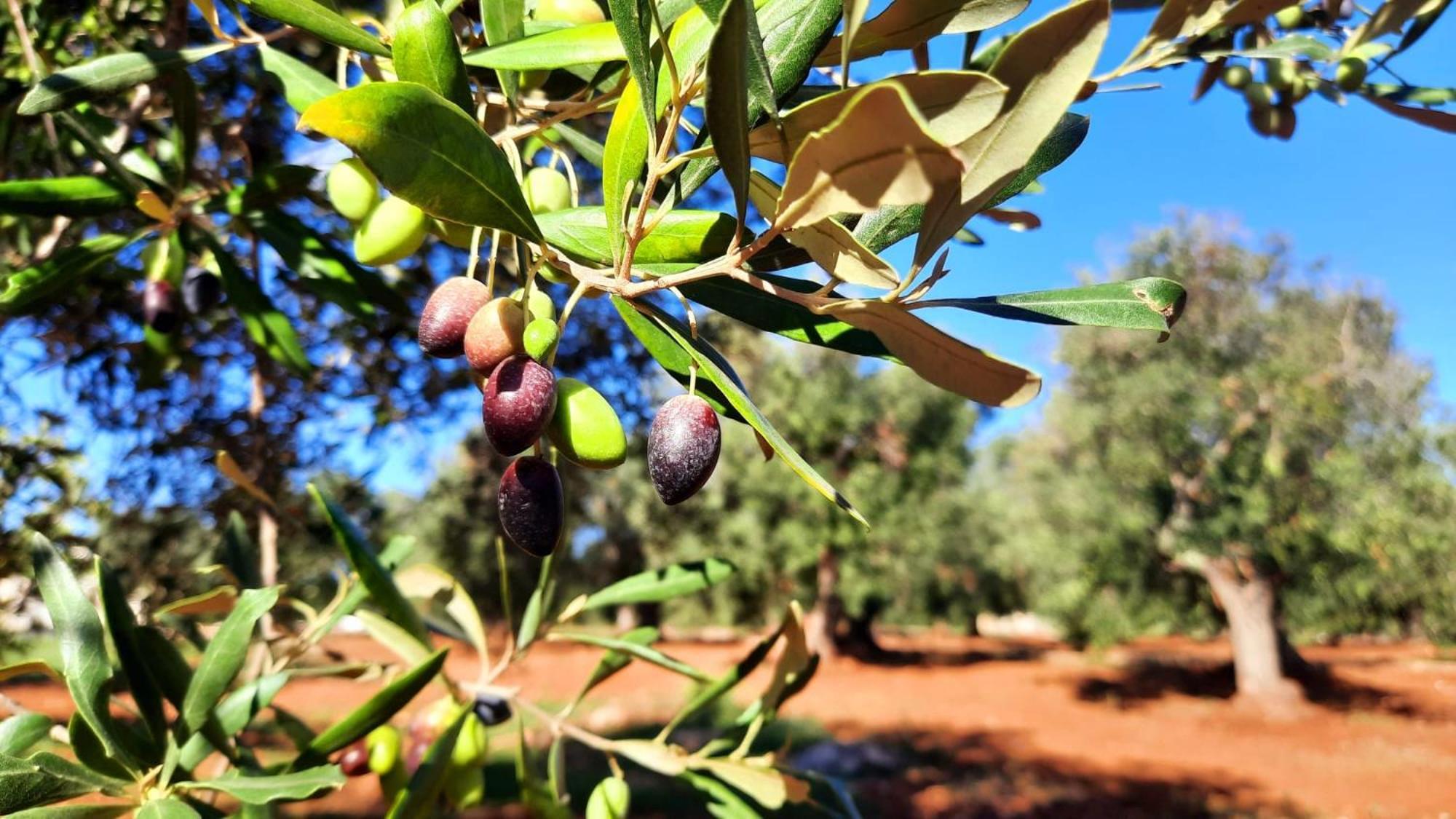 Tenuta La Pomona Ostuni Dış mekan fotoğraf