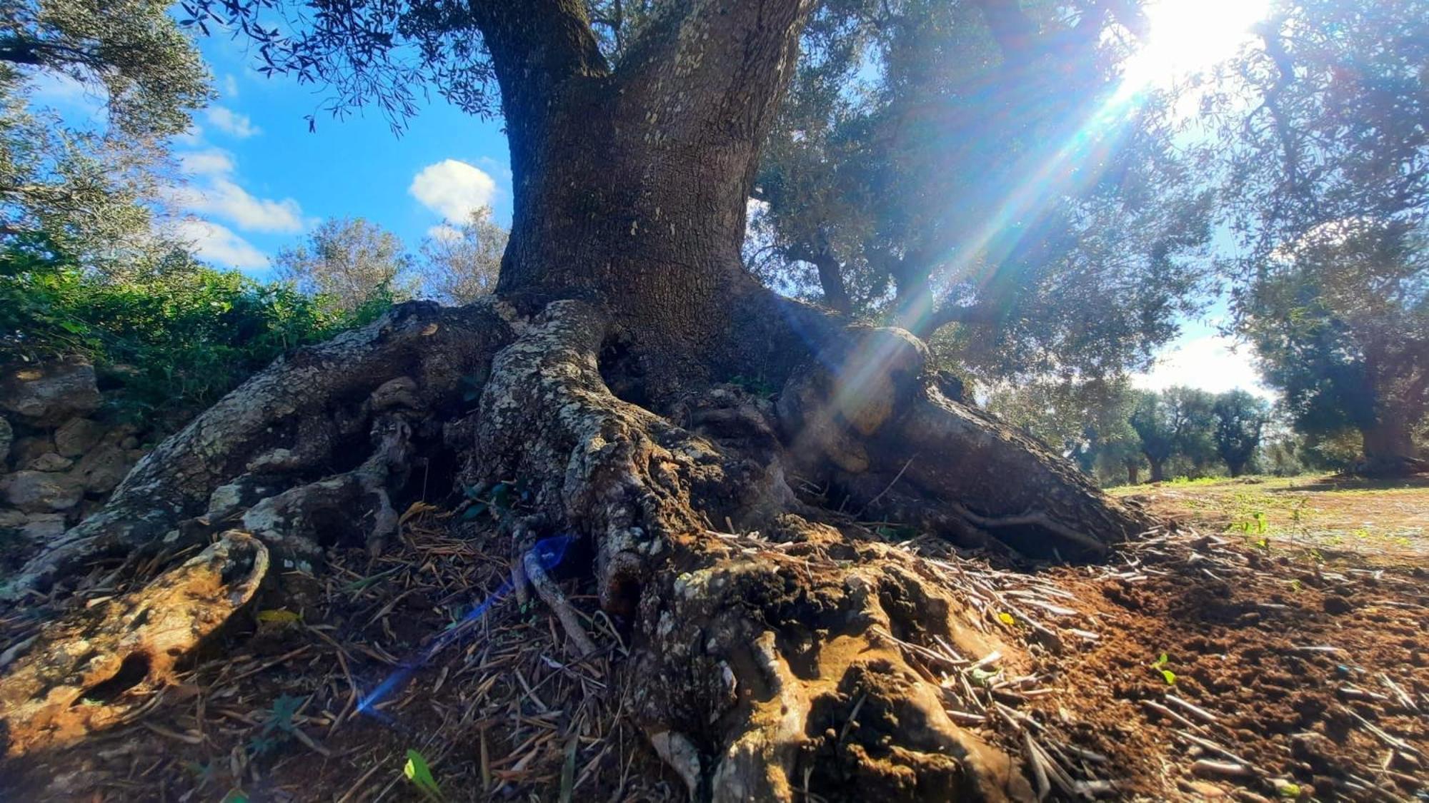 Tenuta La Pomona Ostuni Dış mekan fotoğraf