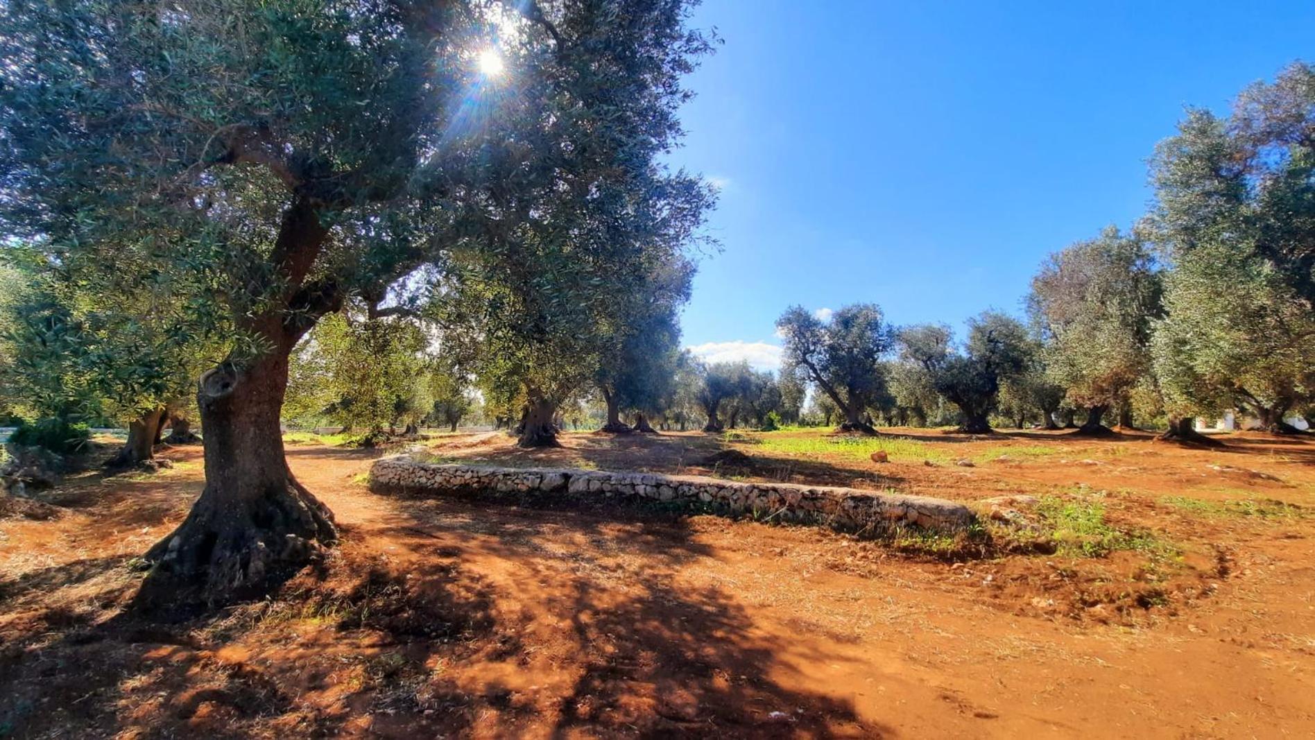 Tenuta La Pomona Ostuni Dış mekan fotoğraf